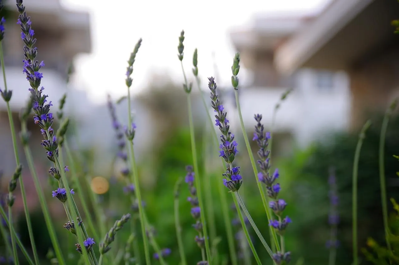 Filiz Apart Hotel Datca